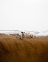 Portrait of sheep at beach against clear sky