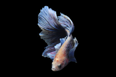 Close-up of fish swimming in sea