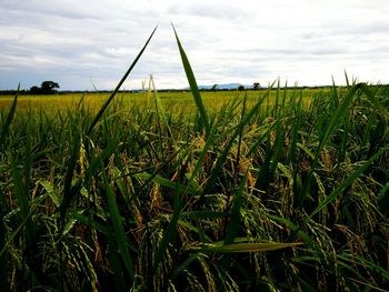 Scenic view of agricultural field against sky