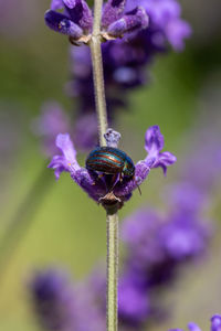 Close-up of insect on purple flower