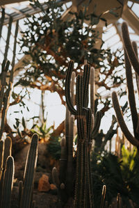 Low angle view of succulent plant