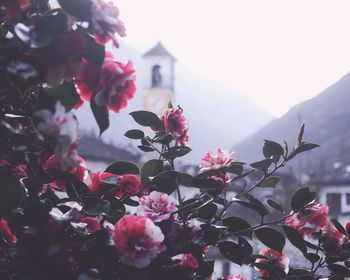 Close-up of pink flowering tree against sky