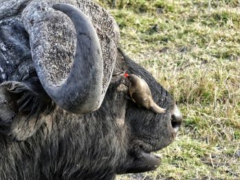 Close-up of bird perching on buffalo