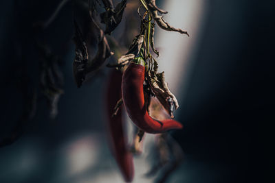 Close-up of red chili peppers on plant