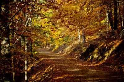 Road amidst trees in forest during autumn
