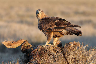 Bird perching on rock