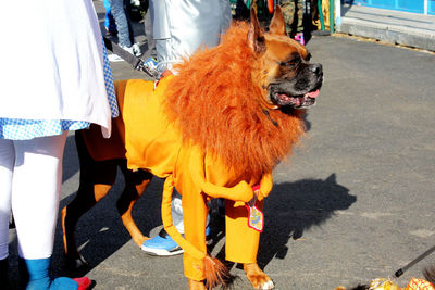 Low section of dog standing on road