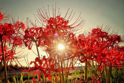 Close-up of red flower against sky