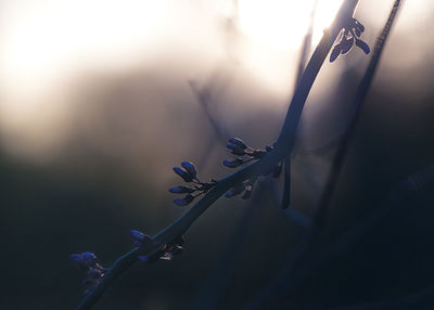 Close-up of raindrops on plant