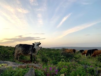 Cows standing in a farm