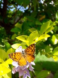 Butterfly pollinating on flower