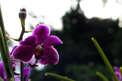 Close-up of pink flower blooming against sky