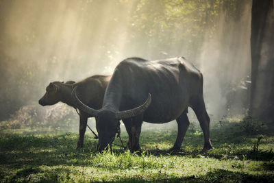 Buffaloes standing on field