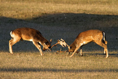 Deer fighting in brijuni national park