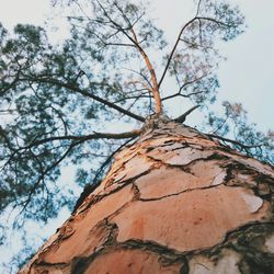 Low angle view of trees against sky