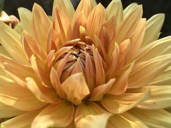 Close-up of dahlia