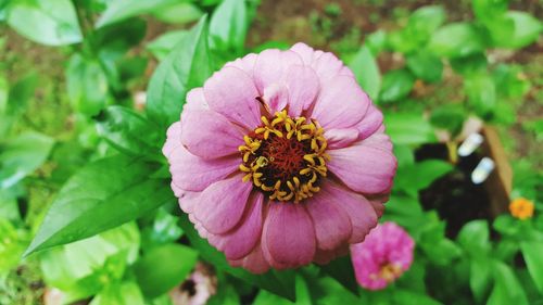 Close-up of pink flower