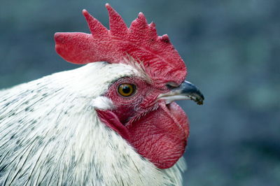 Close-up of rooster