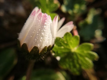 Close-up of wet flower on plant