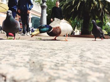 Close-up of woman in bikini