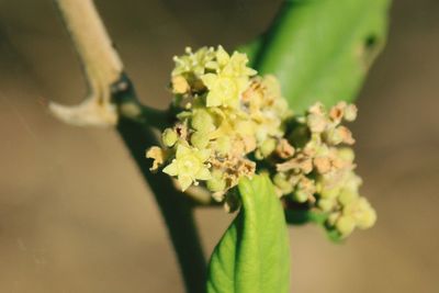 Close-up of flowering plant