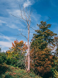 Low angle view of trees against sky