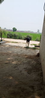 View of a dog on the road