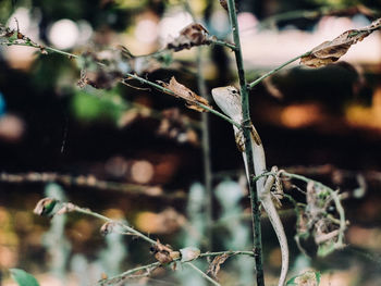 Close-up of oriental garden lizard on dry plant