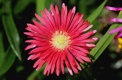Close-up of pink flower