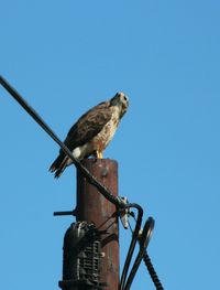 Low angle view of birds perched against clear blue sky