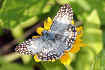 Close-up of butterfly pollinating on flower