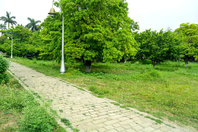 Footpath in park