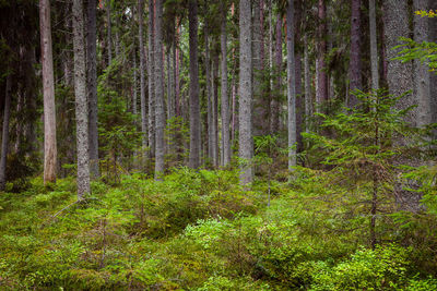 Pine trees in forest
