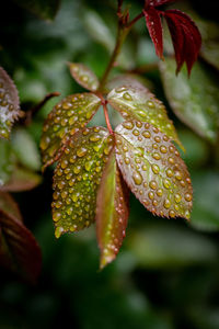 Close-up of red leaves on plant