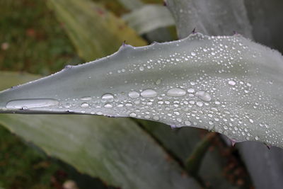 Close-up of raindrops on leaves