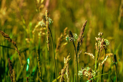 Close-up of flowering plants on field