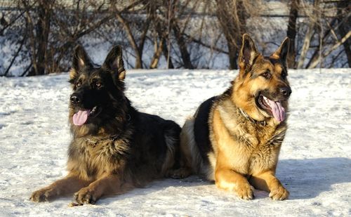 Brown dog sitting on snow field