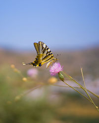 Close-up of butterfly pollinating on flower