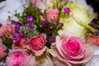 Close-up of pink roses