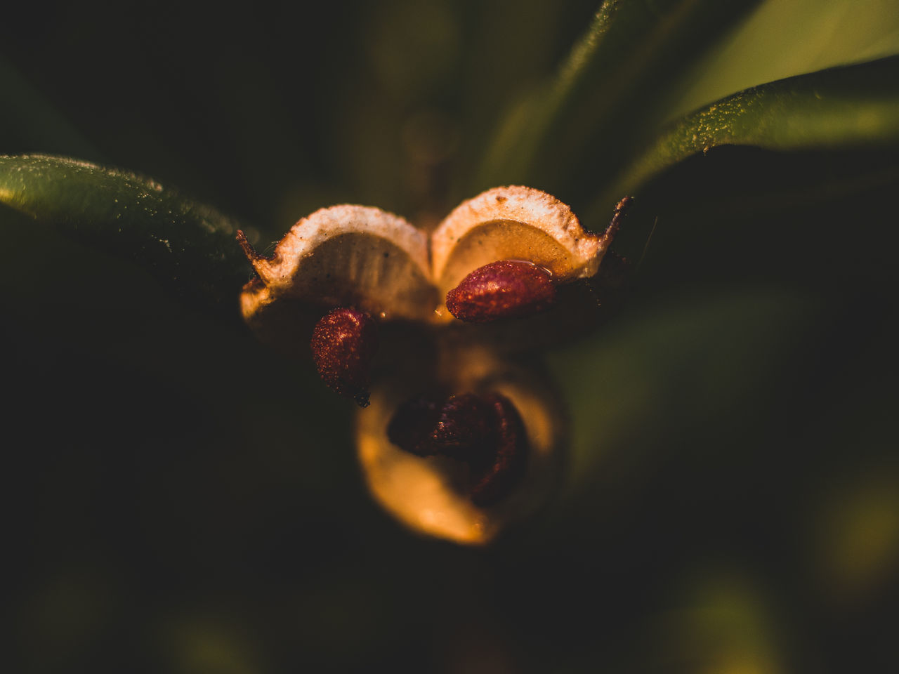 selective focus, close-up, growth, no people, plant, nature, freshness, beauty in nature, food and drink, food, leaf, day, plant part, vulnerability, outdoors, fragility, healthy eating, flower, fruit, nut