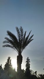 Low angle view of silhouette palm tree against sky