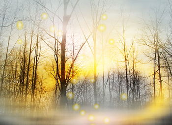 Sun shining through trees