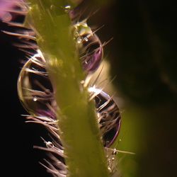 Close-up of cactus flower