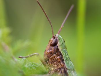 Close-up of insect on leaf