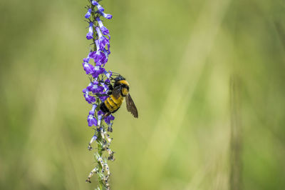 Close-up of insect on purple flower