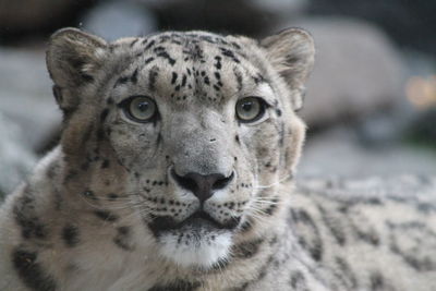 Close-up portrait of a snow leopard 