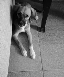 Close-up portrait of dog