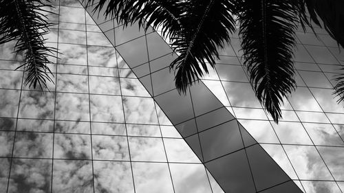 Low angle view of palm tree against sky