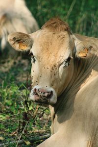 Close-up of cow on field