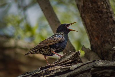 Close-up of bird perching on tree trunk